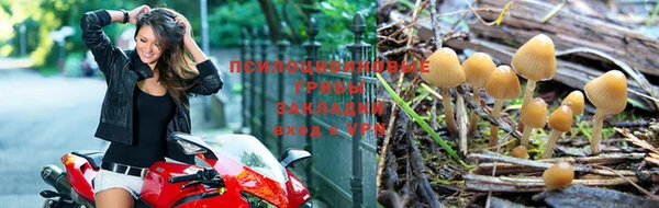ПСИЛОЦИБИНОВЫЕ ГРИБЫ Зеленокумск